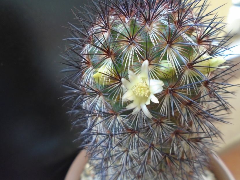 Mammillaria microhelia - Cactusi 2019