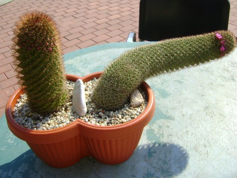 Mammillaria backebergiana - Cactusi 2019