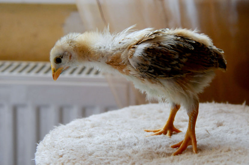  - 01 Pui 2019 tura 1