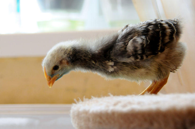  - 01 Pui 2019 tura 1