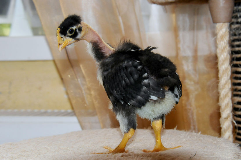  - 01 Pui 2019 tura 1