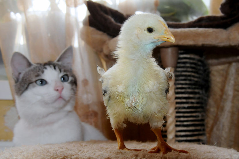  - 01 Pui 2019 tura 1