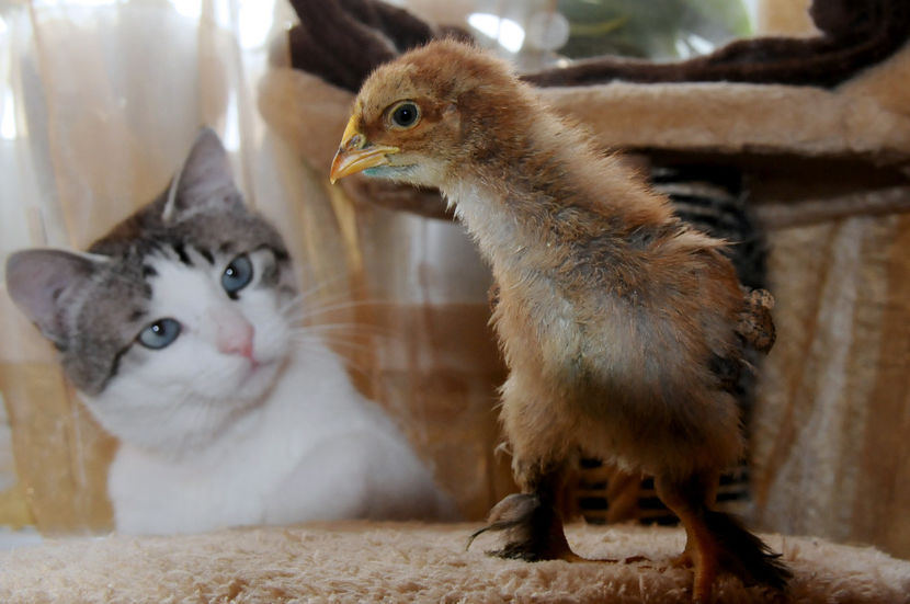  - 01 Pui 2019 tura 1