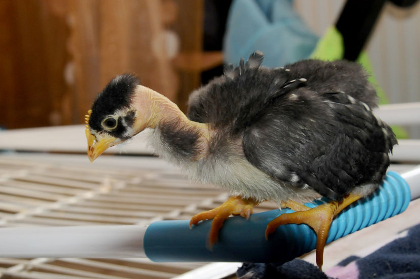  - 01 Pui 2019 tura 1