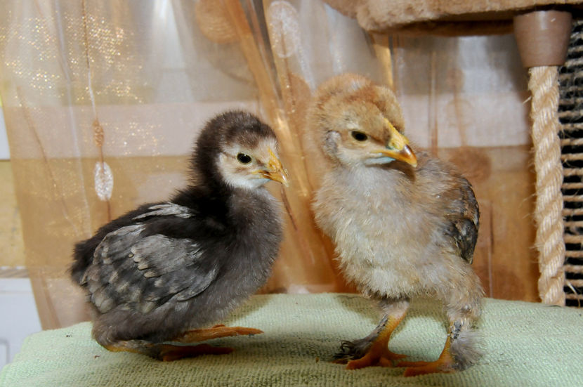  - 01 Pui 2019 tura 1