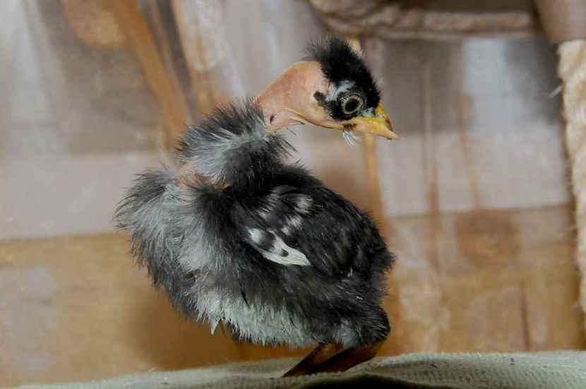  - 01 Pui 2019 tura 1