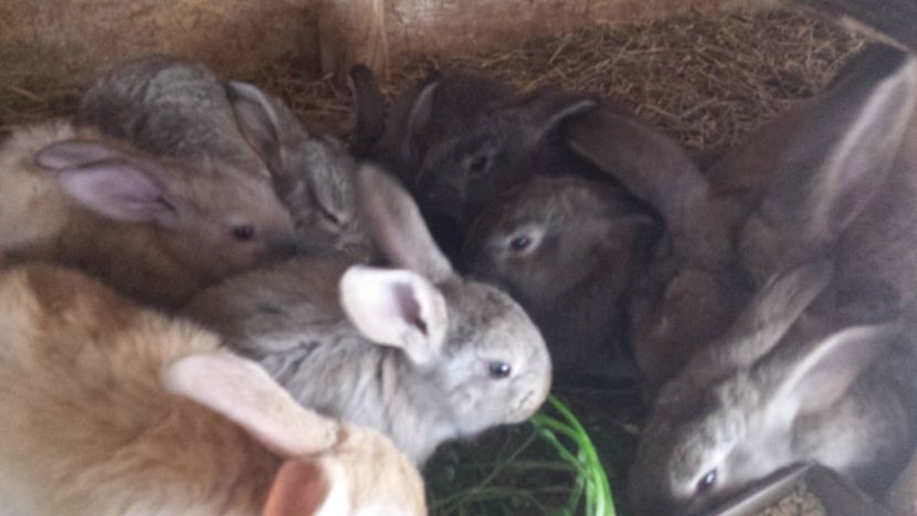 1554643816647-548013146 - Iepurașii