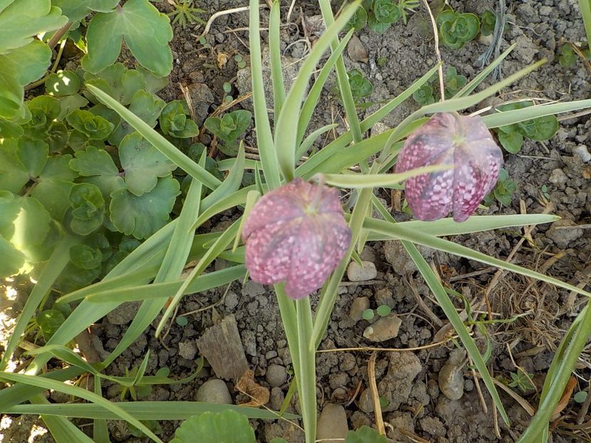  - fritillaria meleagris