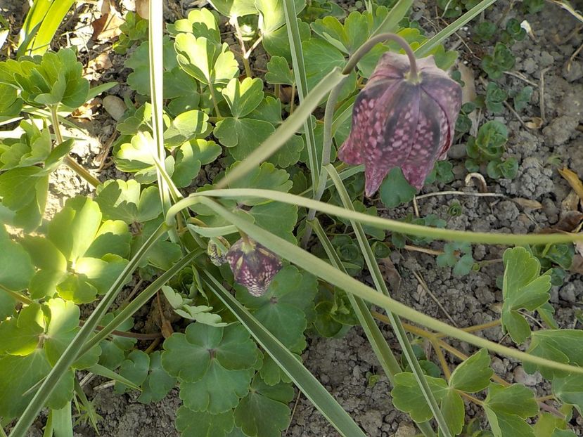  - fritillaria meleagris