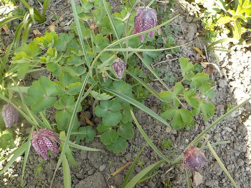  - fritillaria meleagris