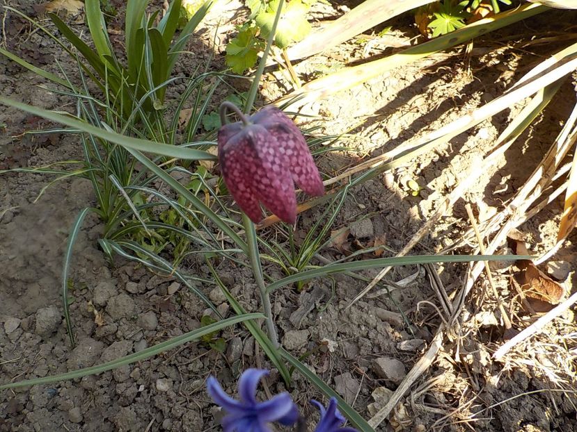  - fritillaria meleagris