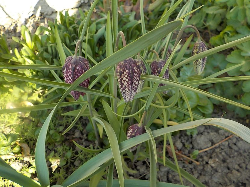  - fritillaria meleagris