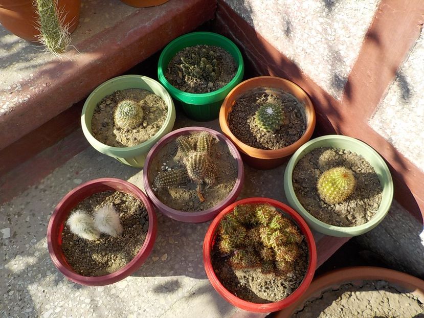 in sfarsit - CACTUSI si SUCULENTE