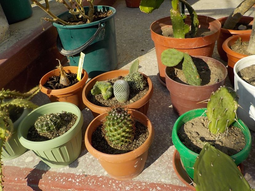 ne bucuram - CACTUSI si SUCULENTE