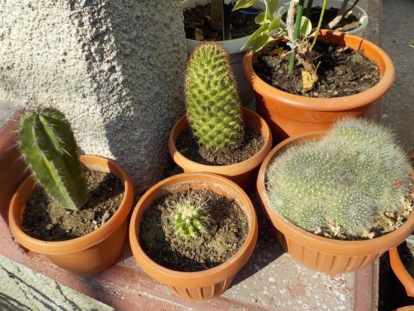 de razele - CACTUSI si SUCULENTE