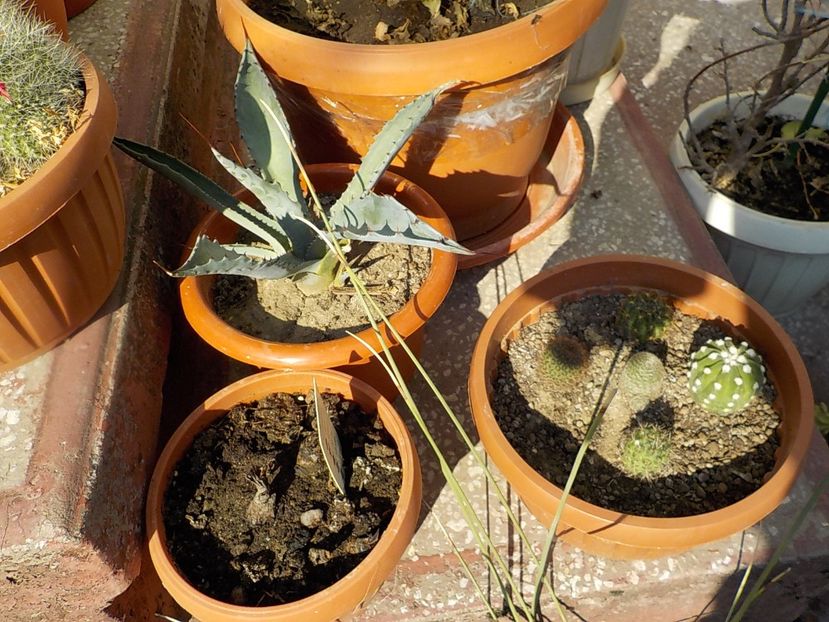 soarelui - CACTUSI si SUCULENTE
