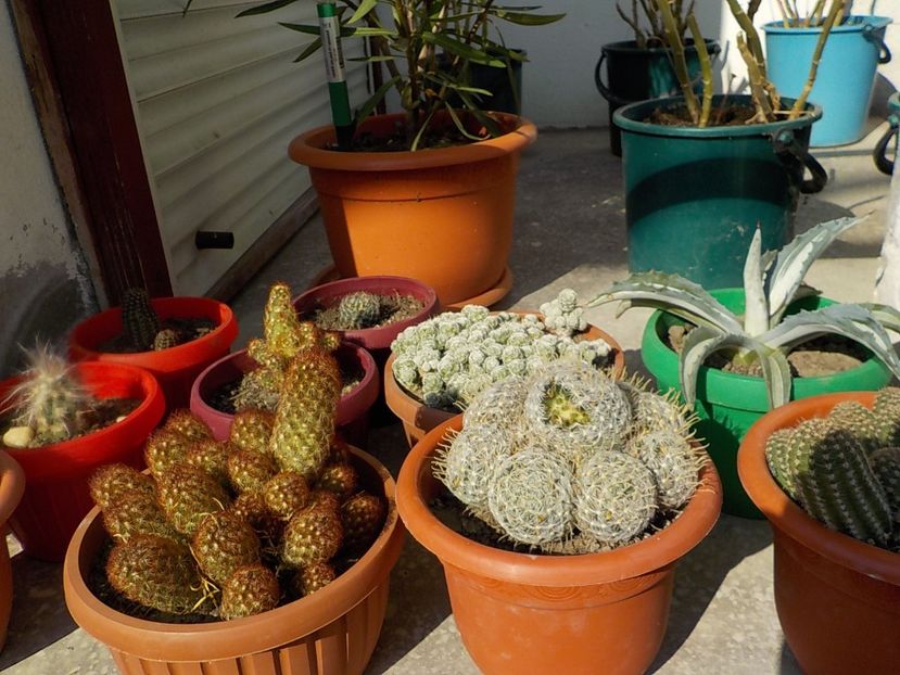de - CACTUSI si SUCULENTE