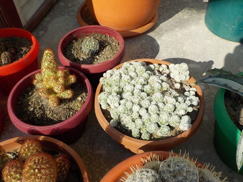 primavara - CACTUSI si SUCULENTE
