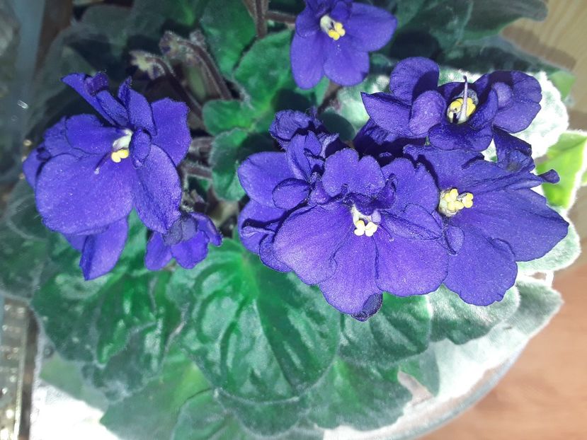  - AAA Violete africane comerciale