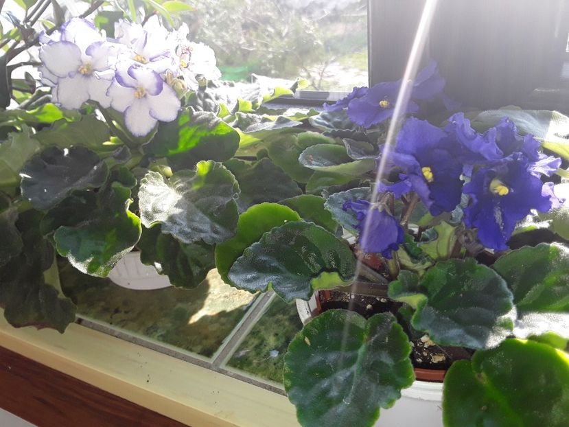  - AAA Violete africane comerciale