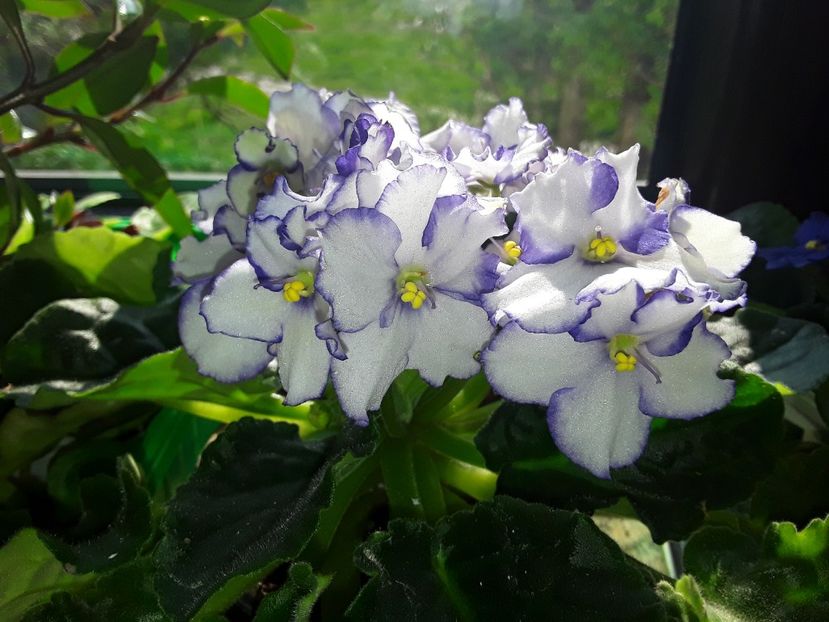  - AAA Violete africane comerciale