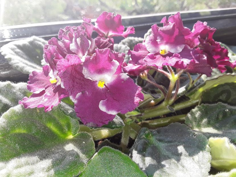  - AAA Violete africane comerciale