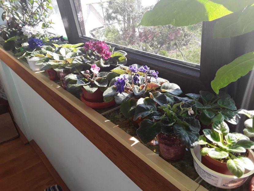  - AAA Violete africane comerciale