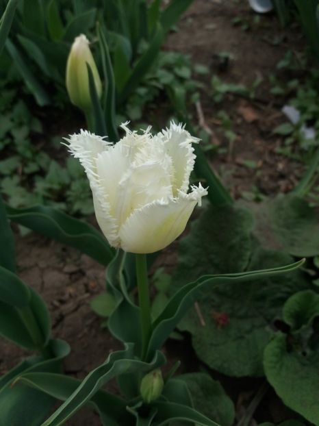  - Achizitii toamna 2018