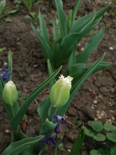  - Achizitii toamna 2018