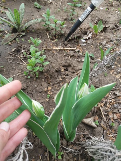  - Achizitii toamna 2018