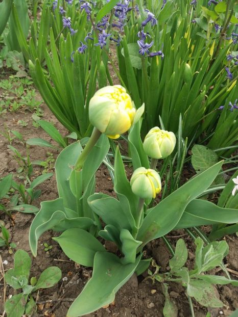  - Achizitii toamna 2018