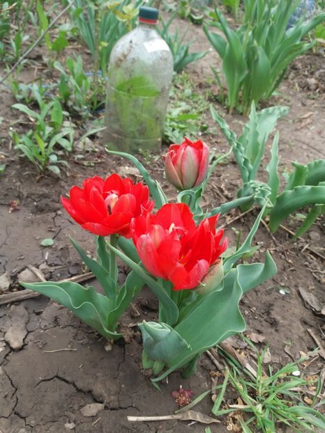  - Achizitii toamna 2018