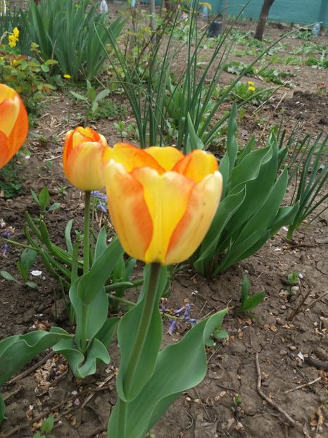  - Achizitii toamna 2018