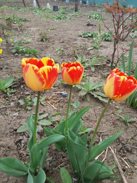  - Achizitii toamna 2018