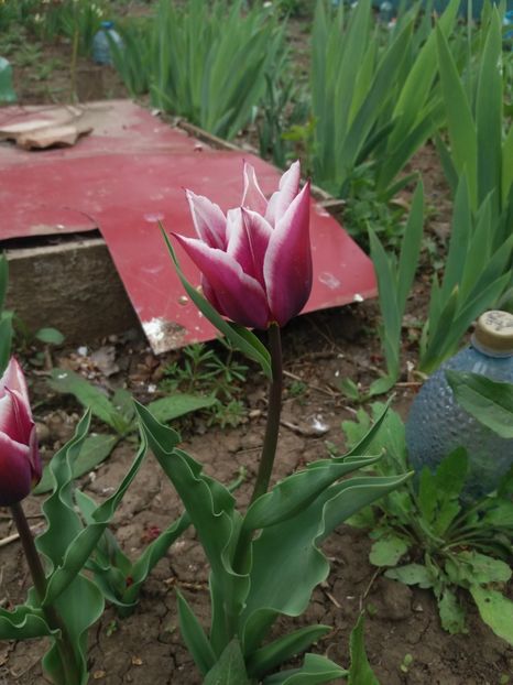  - Achizitii toamna 2018