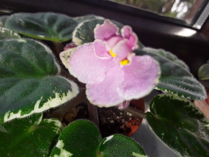 Ma s Secound Though - Violete de colecție cand nu poti sa te oprești 2018aprilie