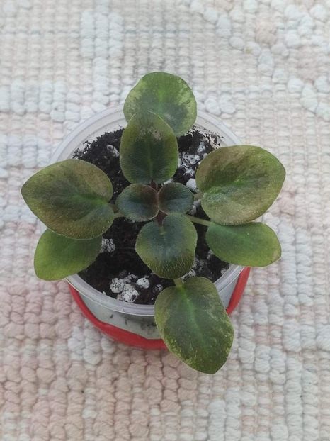 7 apr - Ramblin Dots