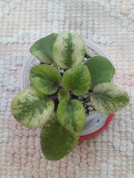 7 apr - Ramblin Spots