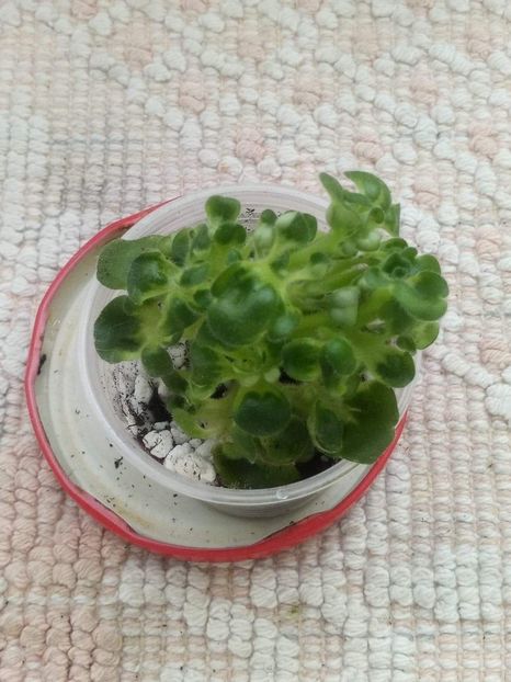 7 apr - ZZ Senk s Girl Wasp