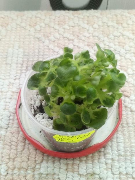 7 apr - ZZ Senk s Girl Wasp