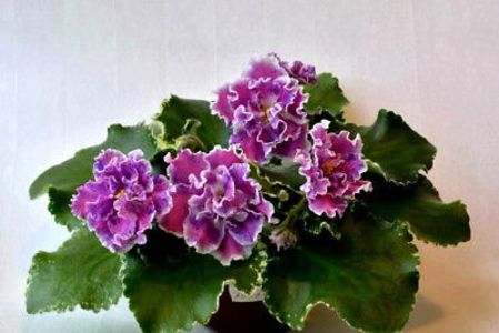 ND Pervoklashka poza net - ZZ ND Pervoklashka