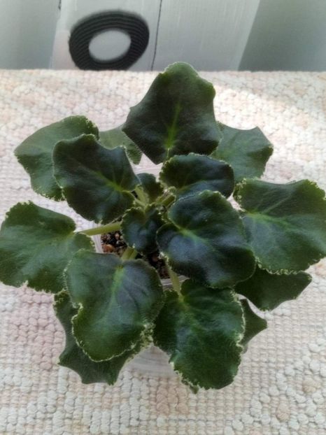 7 apr - ZZ ND Pervoklashka