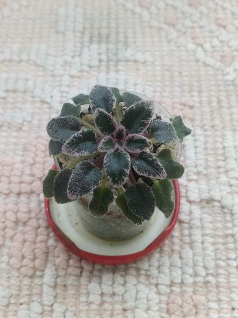 7 apr - Tinker Bells