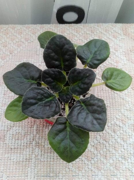 7 apr - ZZ LE Marzipan Rose