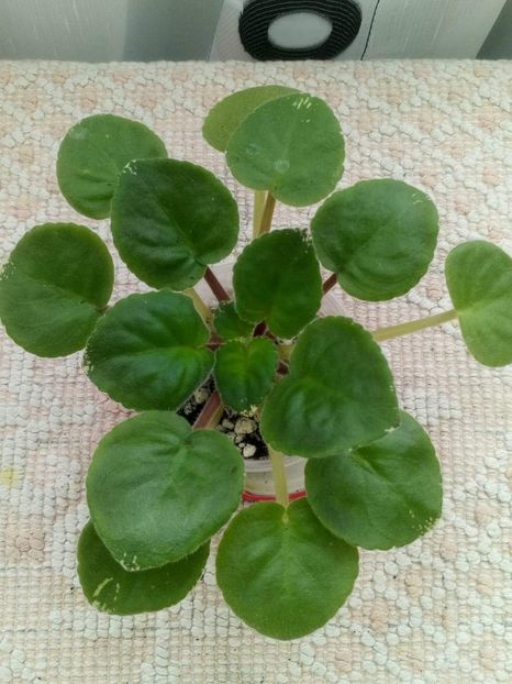 7 apr - RS Ptitsa Fenicks