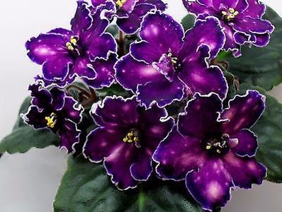 SM Tanec Galaktik poza net - SM Tanec Galaktik