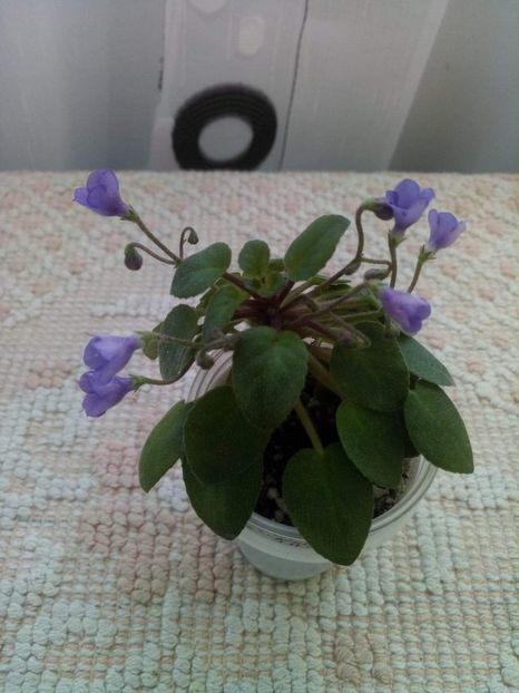 7 apr - ZZ Lilla Blacklokan