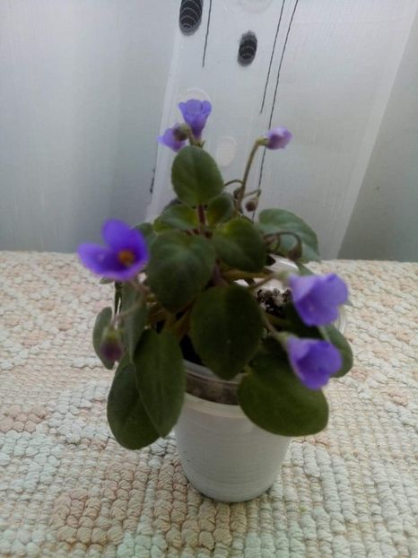 7 apr - ZZ Lilla Blacklokan