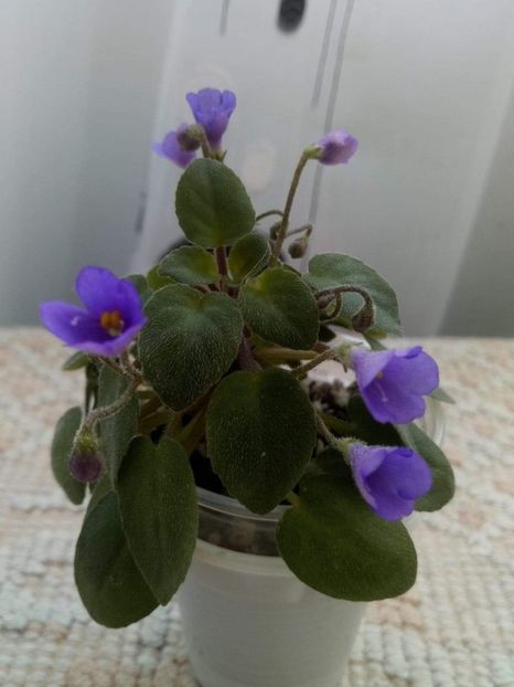 7 apr - ZZ Lilla Blacklokan