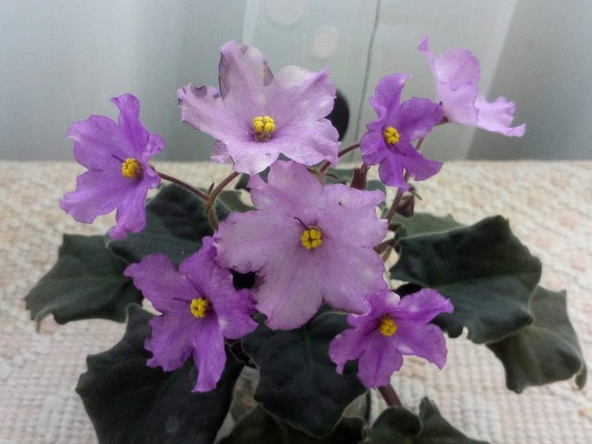 7 apr - ZZ RS Gnomiki